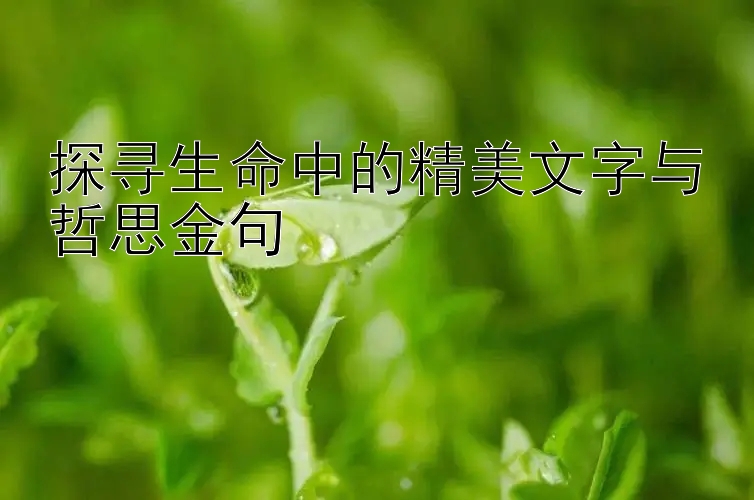 探寻生命中的精美文字与哲思金句