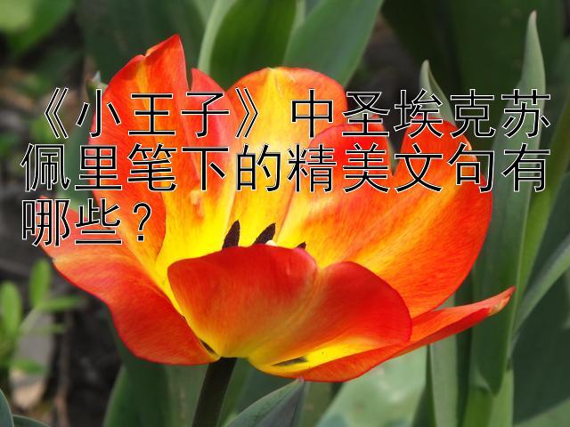 《小王子》中圣埃克苏佩里笔下的精美文句有哪些？