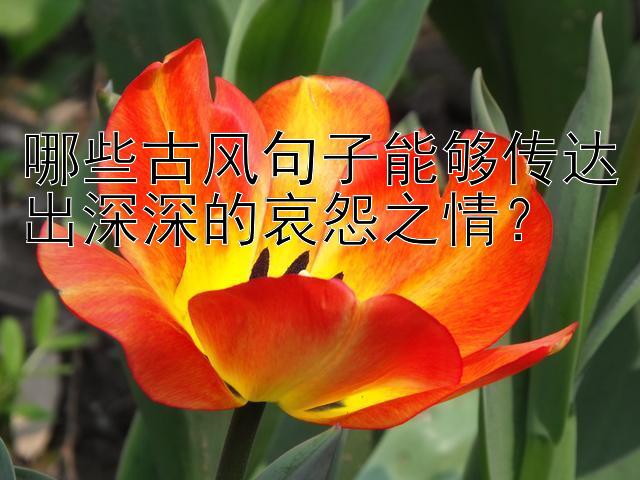 哪些古风句子能够传达出深深的哀怨之情？