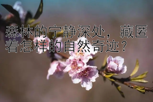 森林的宁静深处，藏匿着怎样的自然奇迹？